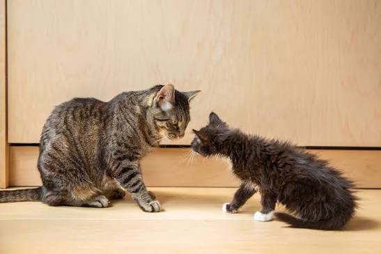 Resident Cat New Kitten Meeting Another Cat Two Cats Meeting For The First  Time Another Cat