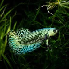 As a responsible betta fish owner, you should always have a basic first aid kit available to treat the there are, however, behaviors that healthy betta fish exhibit and the first sign of a potentially sick. Betta Splendens Care And Maintenance Complete Guide 2021