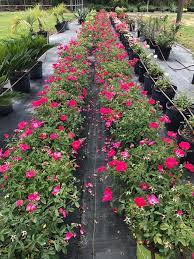 This city is rich in culture and interesting history. Nursery Garden Center Matthew Ward Landscapes