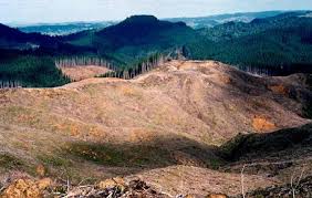 Clear-cut forest plantation. (Source: Dominic McCarthy, ARC.)