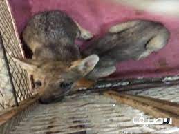 للبيع ذيب جنوبي animals kangaroo