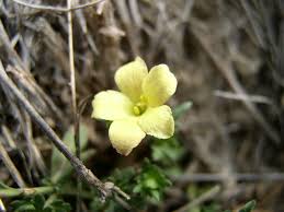 Image result for Menodora heterophylla