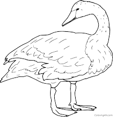 Check spelling or type a new query. Trumpeter Swan Coloring Page Coloringall