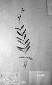 Image result for Stellaria mannii