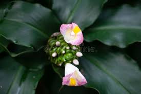 Image result for Costus afer