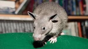 bbc earth the worlds largest rats are the size of small