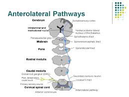 Pin On Neuro