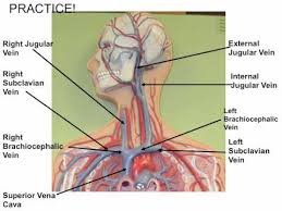 Human arteries by azn.christine621 19,292 plays 17p image quiz. Blood Vessel Man Model Youtube
