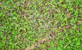 Mama pun yang sedang mencari tanaman hias yang tahan jika terkena panas sinar matahari, maka kaktus bisa menjadi pilihan yang tepat. 10 Jenis Rumput Taman Untuk Halaman Rumah Terpopuler