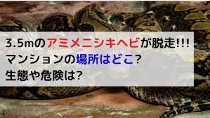 学 名 ： python molurus bivittatus別 名 ：バーミーズパイソン 英 名 ：burmese python ,asiatic rock python 分 布 ：カンボジア、インドネシア、ラオス、ミャンマー、タイ、ベトナム、中国南部 全 長 ：平均3－4m 最大 6m（飼育下で8.23mの記録がある）. Psyczuryubqg7m