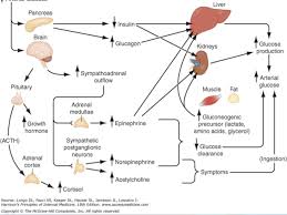 Pathophysiology Of Dm1