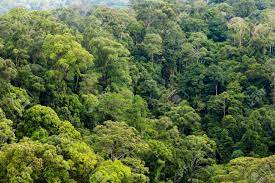 Forest canopies account for at least 50% of global co2 exchange between terrestrial ecosystems and the atmosphere, as well as a significant proportion the forest canopy is a structurally complex and ecologically important subsystem of the forest. Treetrops Of A Tropical Rainforest Canopy Stock Photo Picture And Royalty Free Image Image 21930405