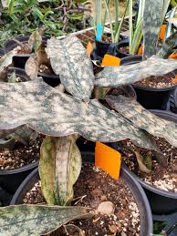 Image result for Sansevieria kirkii