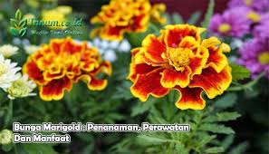 Ada sekitar 56 spesies marigold yang ditemukan di dunia. Bunga Marigold