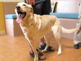 C anine spleen cancer usually occurs in the form of hemangiosarcoma, although it can also occur in the form of lymphosarcoma and mast cell tumors. Watch Live Ultrasound Video Of Dog S Spleenic Tumor