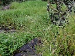 Image result for Tripogon