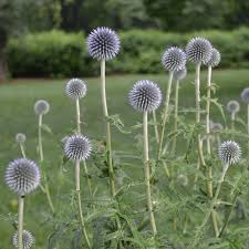 Image result for globe thistle