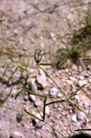 Image result for Euphorbia glanduligera