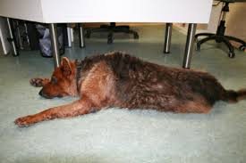 Tabletten für hunde und katzen. Mangelsyndrom Beim Hund Lumpi4 De Hundemagazin
