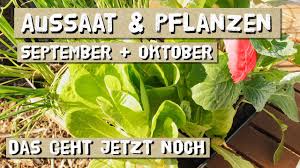 Aussaat Im September Und Oktober Saen Und Pflanzen Im Freiland Und Folientunnel Youtube