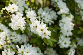 Image result for Exochorda