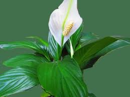 Image result for Spathiphyllum