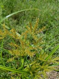 Image result for Cyperus costatus