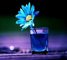 A wallpaper flower will also help you think about how we're hurting the environment and you might end up doing something to save the planet (very less likely coming back to wallpaper flower, sometimes having such wallpapers will help you calm down when you're frustrated and trust us when we tell you. Beautiful Flower Wallpaper Free Download For Mobile Beautiful Wallpapers Download For Mobile 1339x1203 Wallpaper Teahub Io