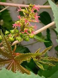 Image result for Triumfetta setulosa