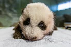 The reason for garena free fire's increasing popularity is it's compatibility with low end devices just as good as the. Look Out World Dc S Giant Panda Cub Xiao Qi Ji Is On The Move Wtop