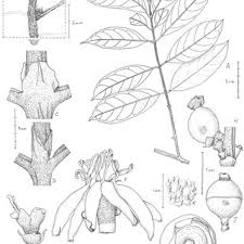 Image result for Rhaptopetalum evrardii