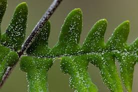 Image result for Aleuritopteris