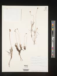 Image result for Emilia caespitosa