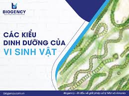 Các kiểu dinh dưỡng của vi sinh vật - Biogency