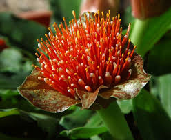 Image result for Scadoxus cinnabarinus