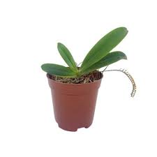 Image result for Chamaeangis