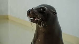 Delfinariul constanța a găzduit în bazinele sale toate cele trei specii de delfin din marea neagră. Programul Delfinariului ConstanÈa Pe Timp De IarnÄ 3 ReprezentaÈii Pe Zi Cu Delfinii Èi Tot Atatea Cu Leii De Mare Gonext