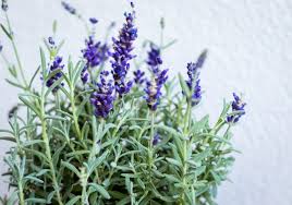 Maybe you would like to learn more about one of these? 39 Stunning Drought Tolerant Plants For Low Maintenance Landscapes