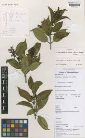 Image result for Helixanthera
