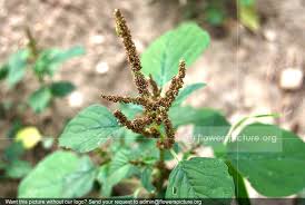 Image result for Amaranthus viridis