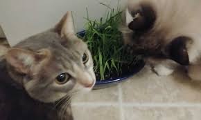 Fill your container with the soil mix to 1/2″ to 1″ below the rim of the pot. Growing Cat Grass For Your Feline Is It Safe
