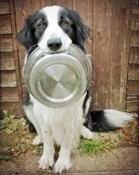 What Is The Best Dog Food For Border Collies Daily Dog Stuff