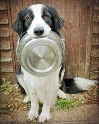 what is the best dog food for border collies daily dog stuff