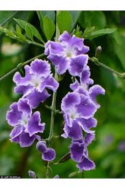 Image result for Duranta erecta