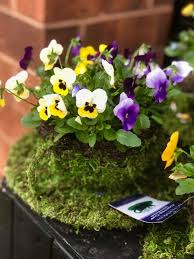 Maybe you would like to learn more about one of these? Brenda S Flowers Has A Wide Westtown Amish Market Facebook