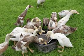 The cheapest offer starts at £2. Indian Runner Duck Club Feeding