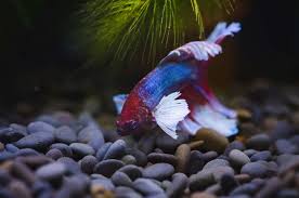 Do Betta Fish Need A Heater Guide To Keep Them Warm Fish Tank Master