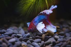 Male bettas aren't very tolerant of the female of the species either, except when it's breeding time. How Much Does It Cost To Buy A Betta Fish With 16 Examples Fish Tank Master