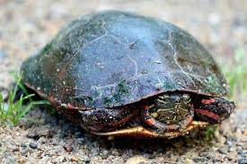 See full list on thesprucepets.com Can A Turtle Live Without A Shell Six Reasons They Cannot