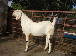 Hello gys me lekar aya hu kota bakra channel har braed ke bakra bakri ki jankari ke liye to gys hamari video ko. Bakra Bakri Bakra Goat Farming Baby Goat Farm Goat In Main Road Junnar Ghule Goat Farm Id 15716987462